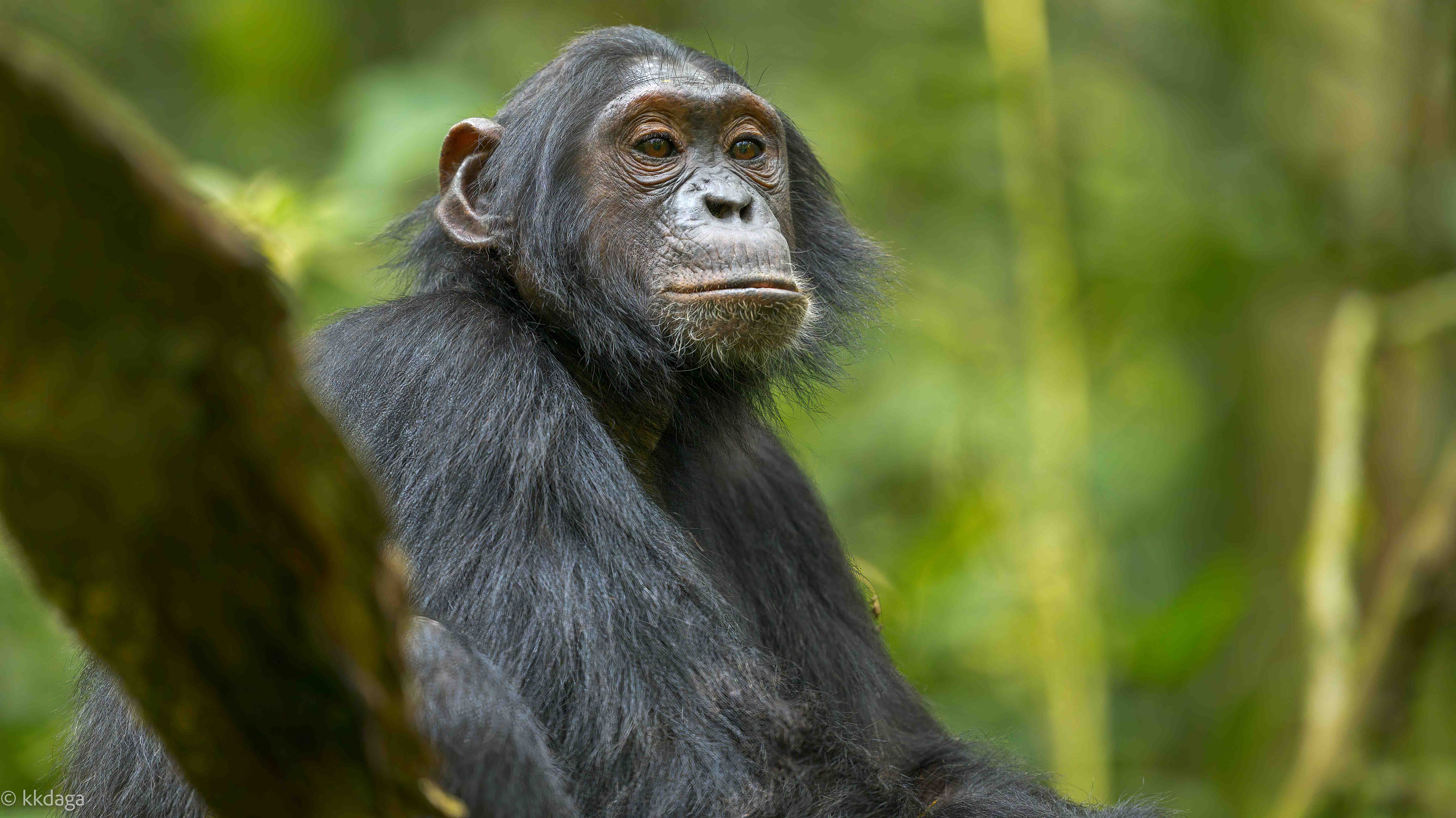 Chimpanzee, Primate, Uganda