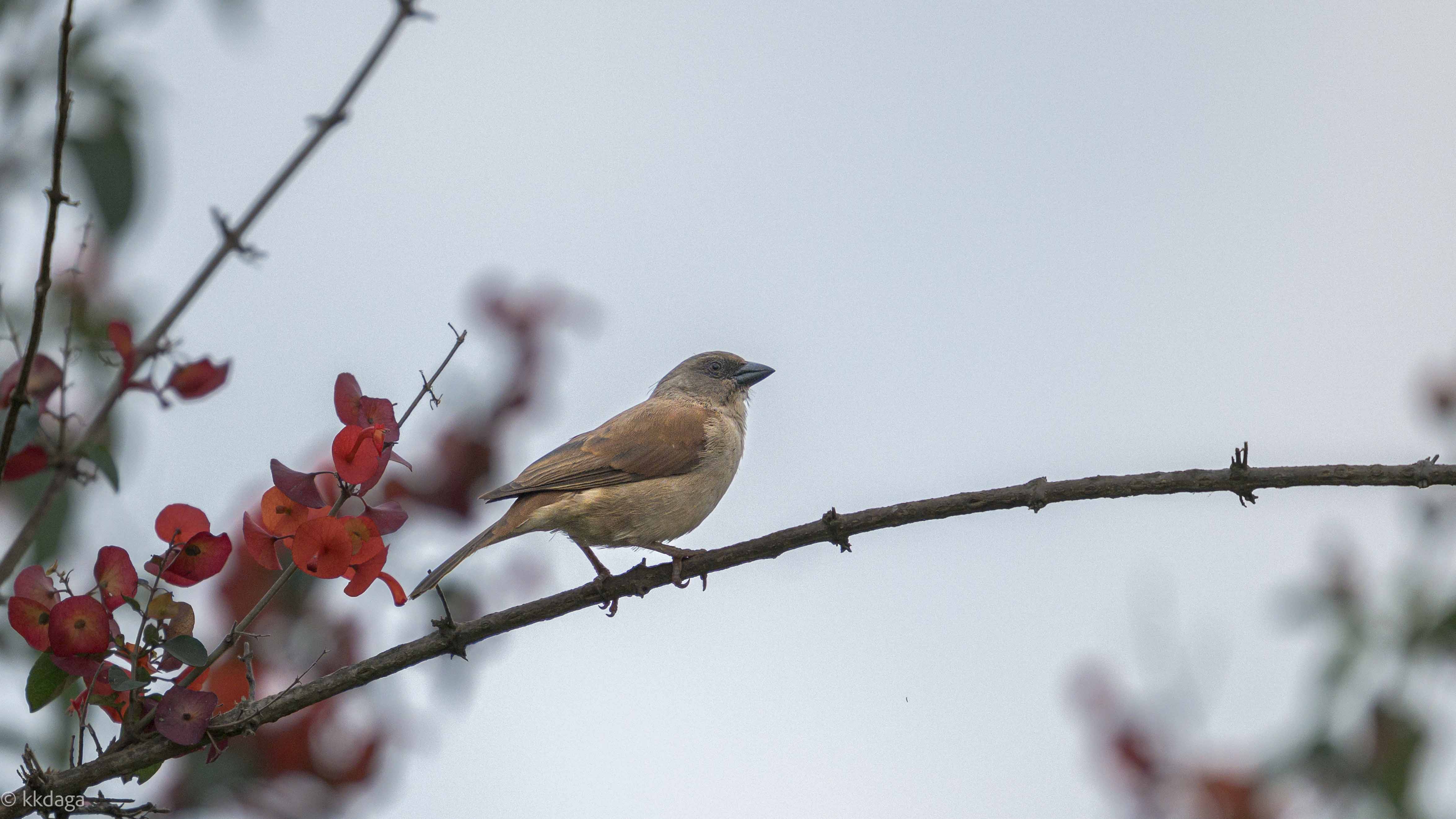 Northern Grey-headed Sparrow