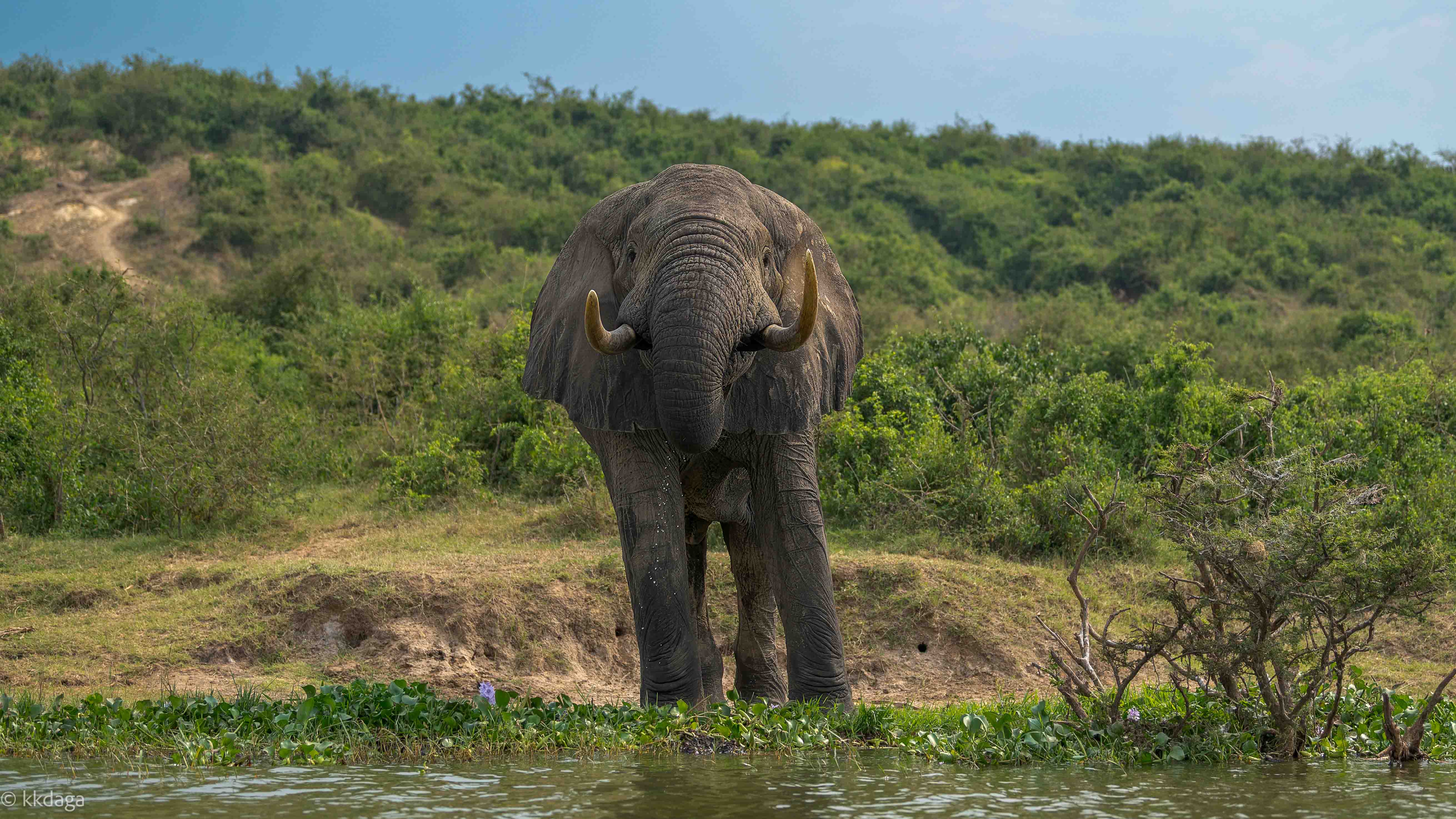 Elephant, Water