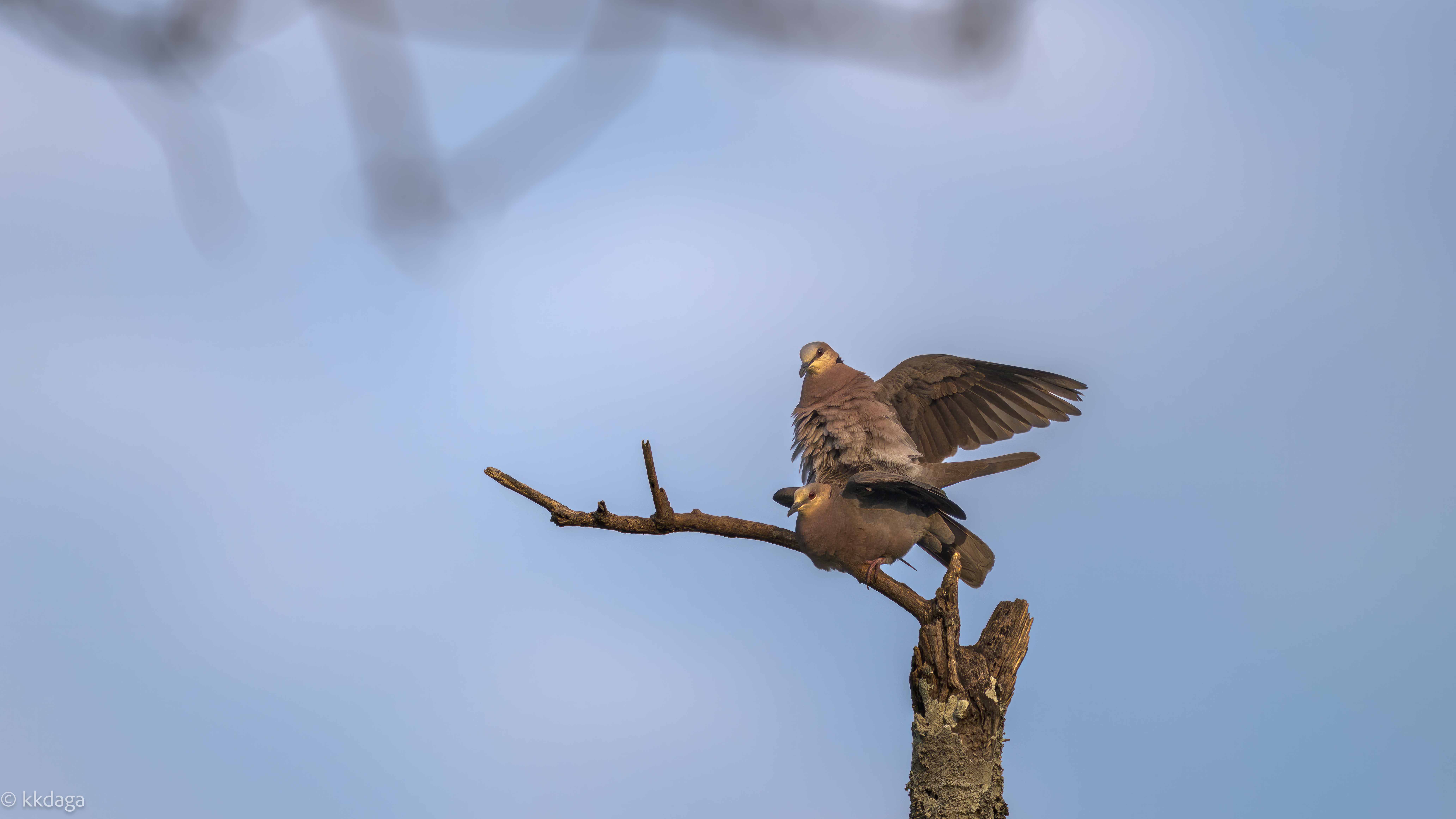 Red-eyed Dove, Uganda, Mating