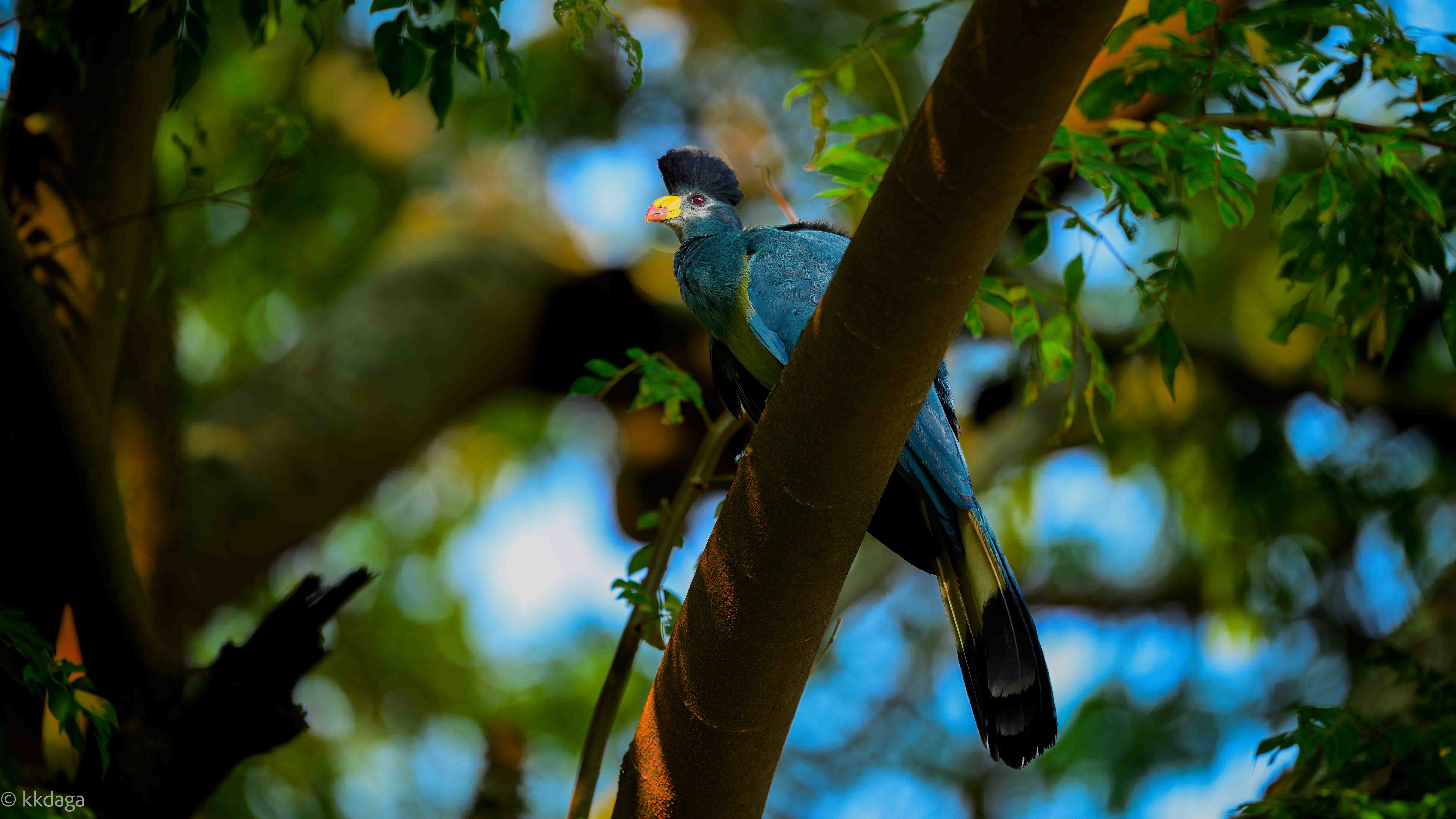 Turaco, Great Blue Turaco, Uganda