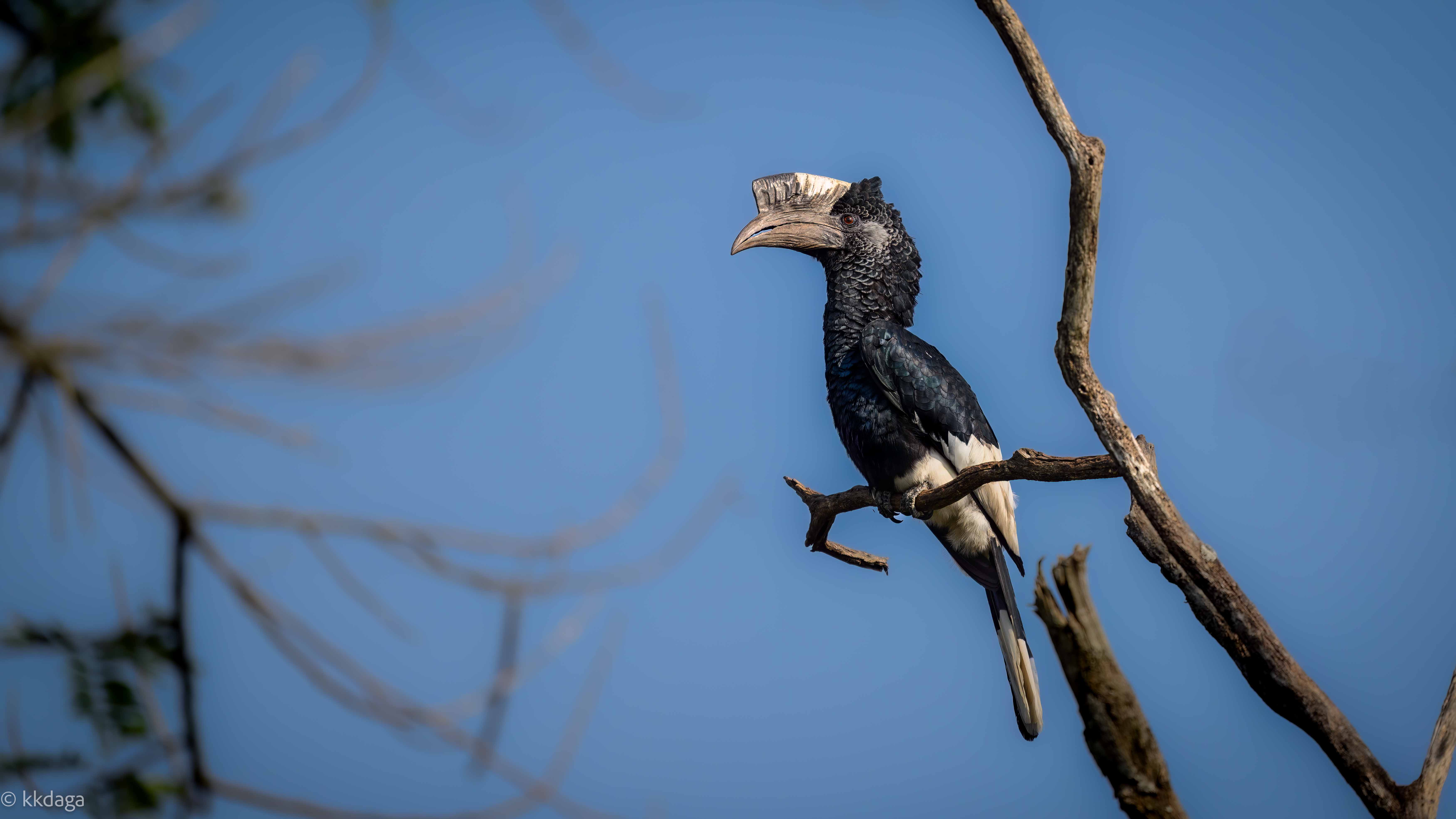 Black and White Casqued Hornbill