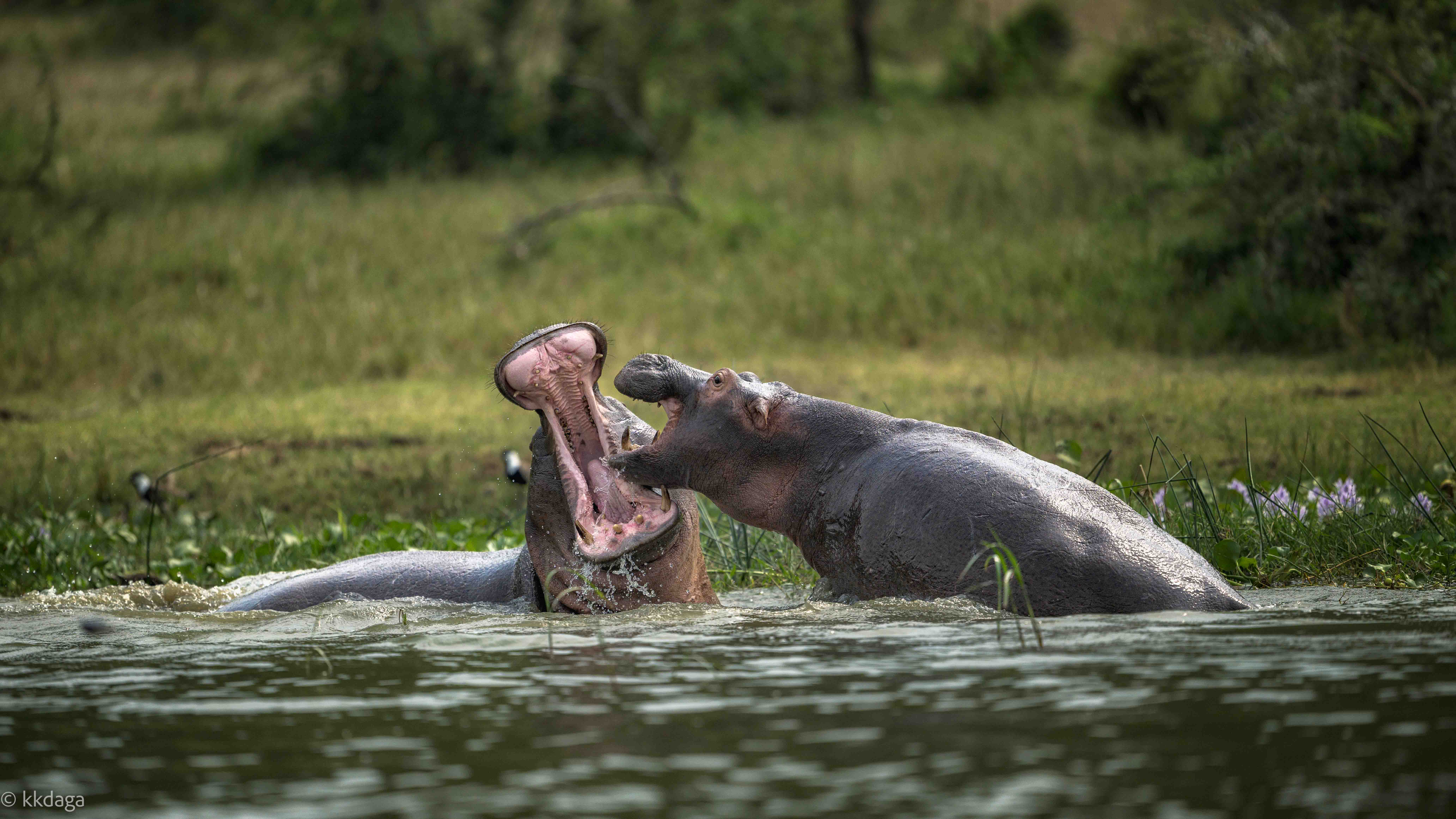 Hippo, Fight, Mock