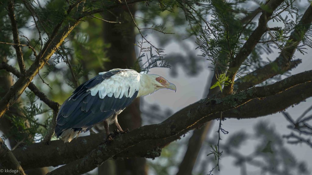 Palm-Nut Vulture