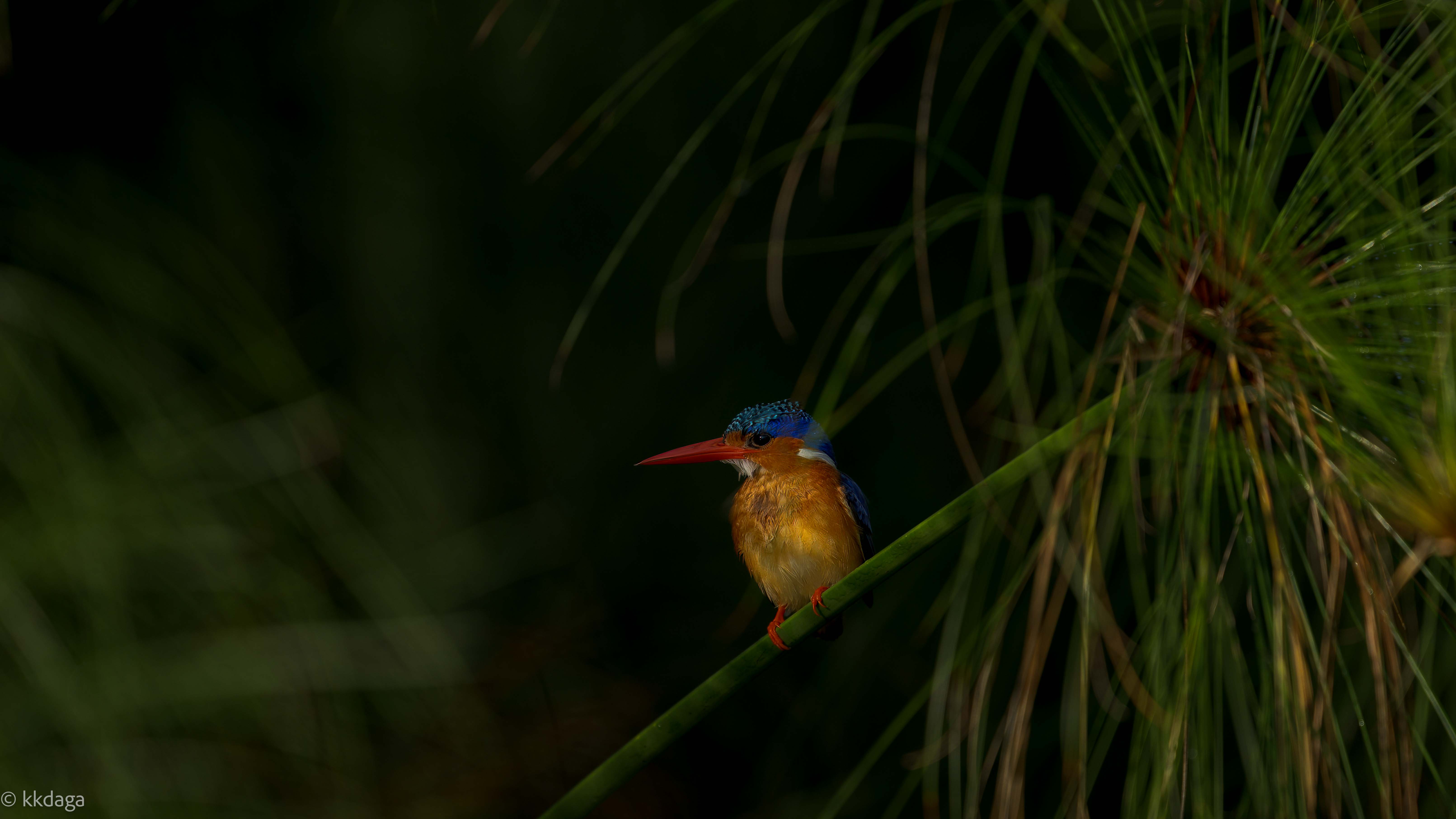 Malachite Kingfisher, kingfisher