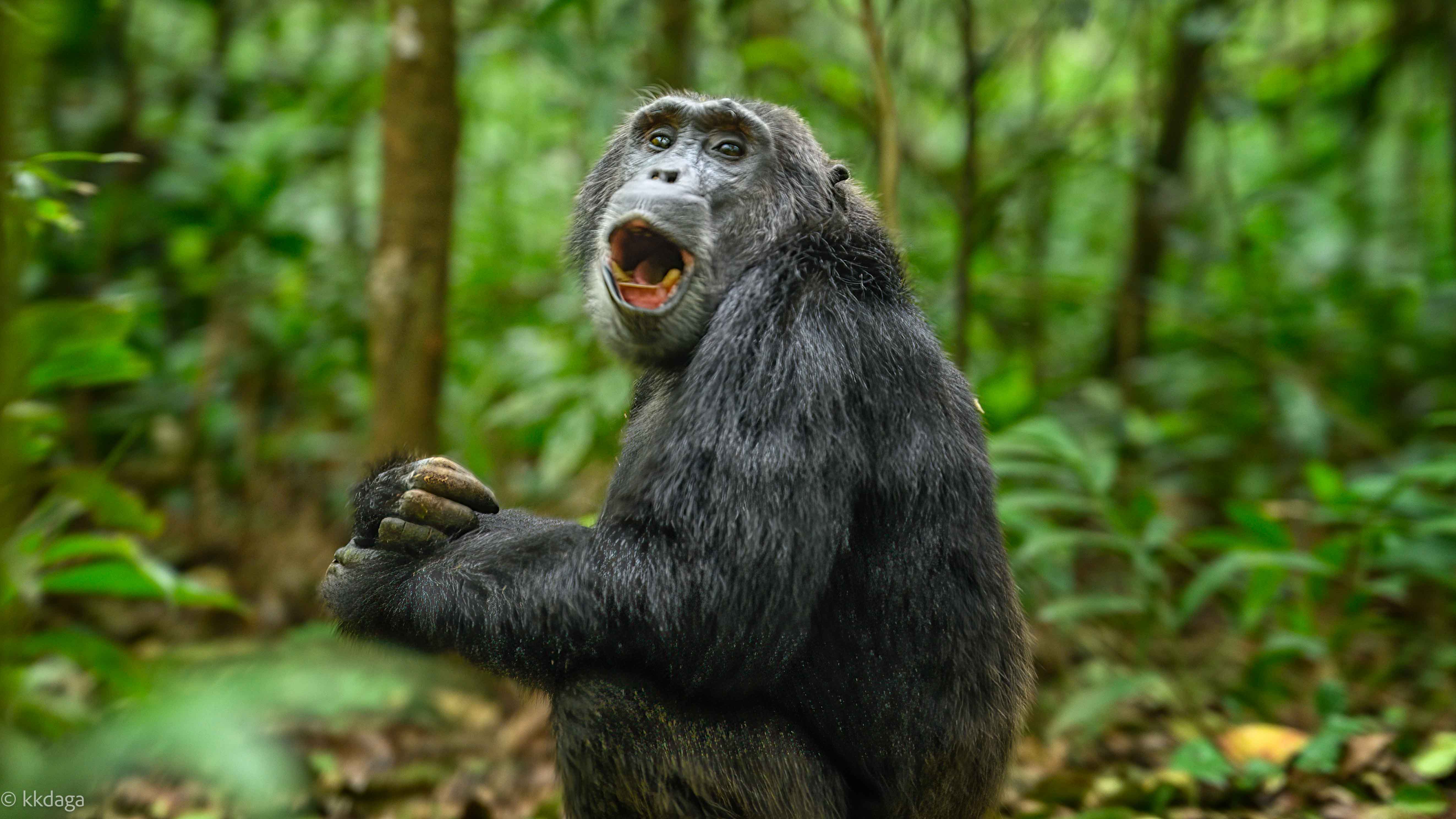 Chimpanzee, uganda, primate