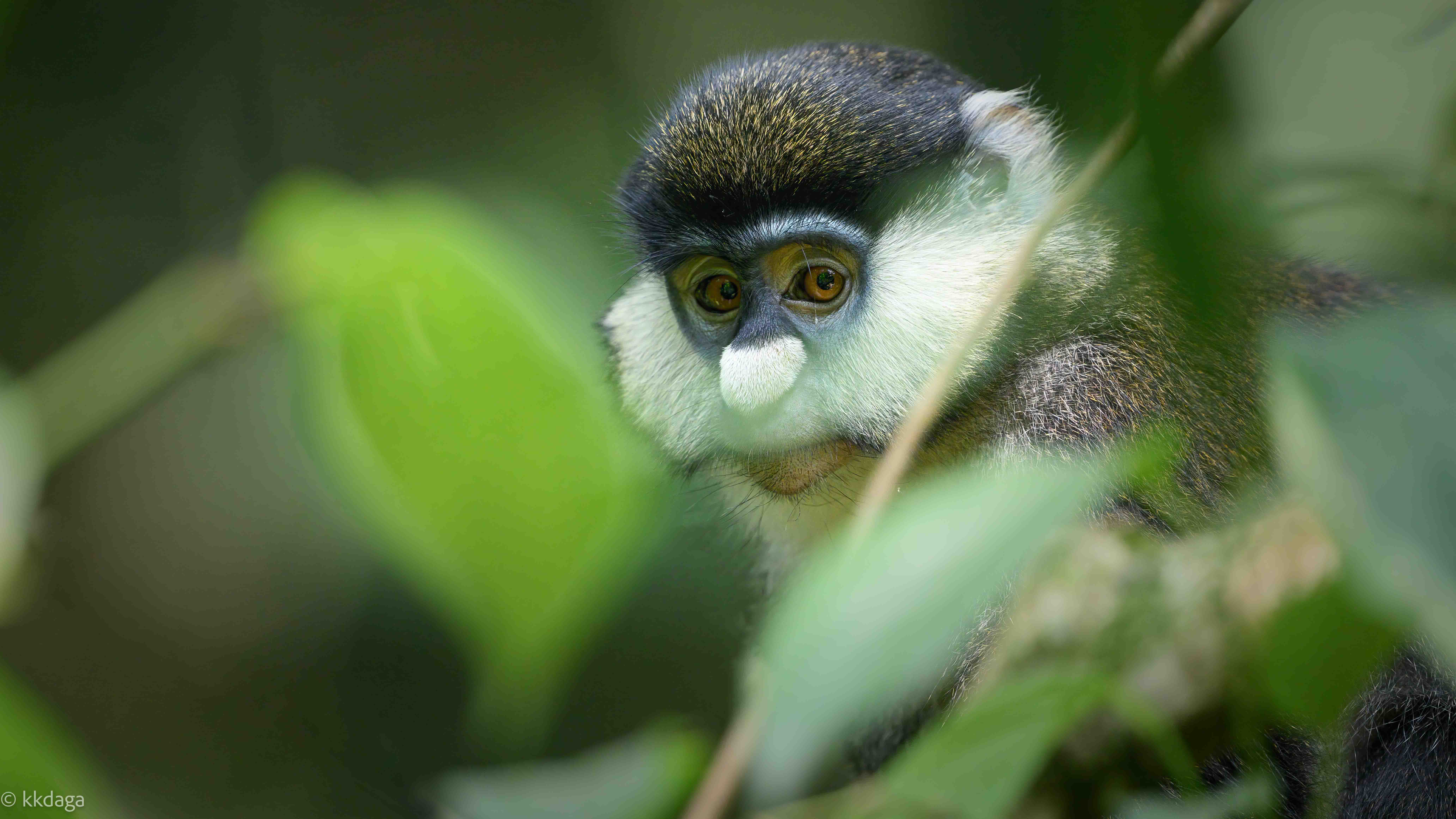 Red-tailed monkey, primate, Uganda