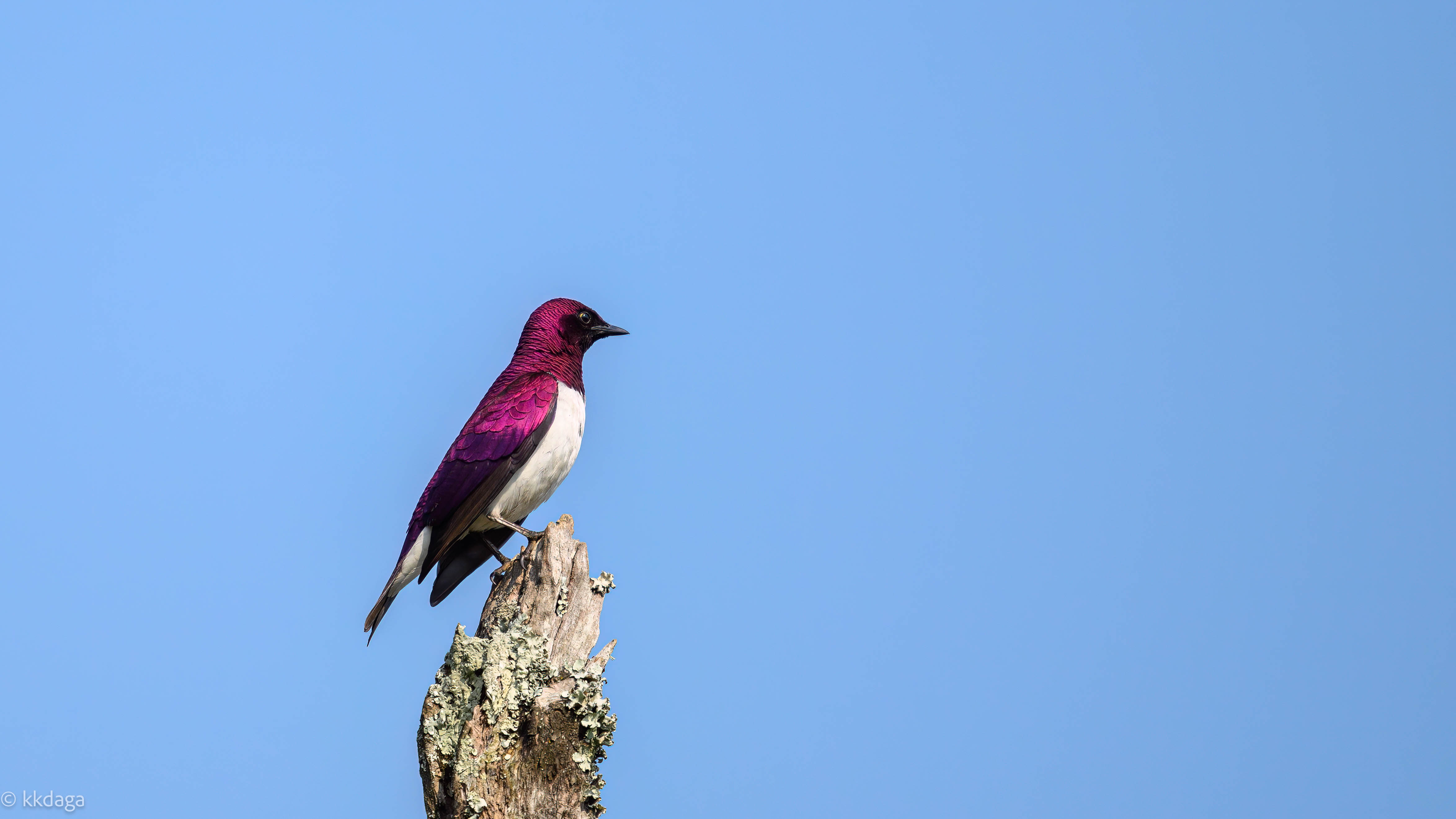 Violet-Backed Starling, Starling