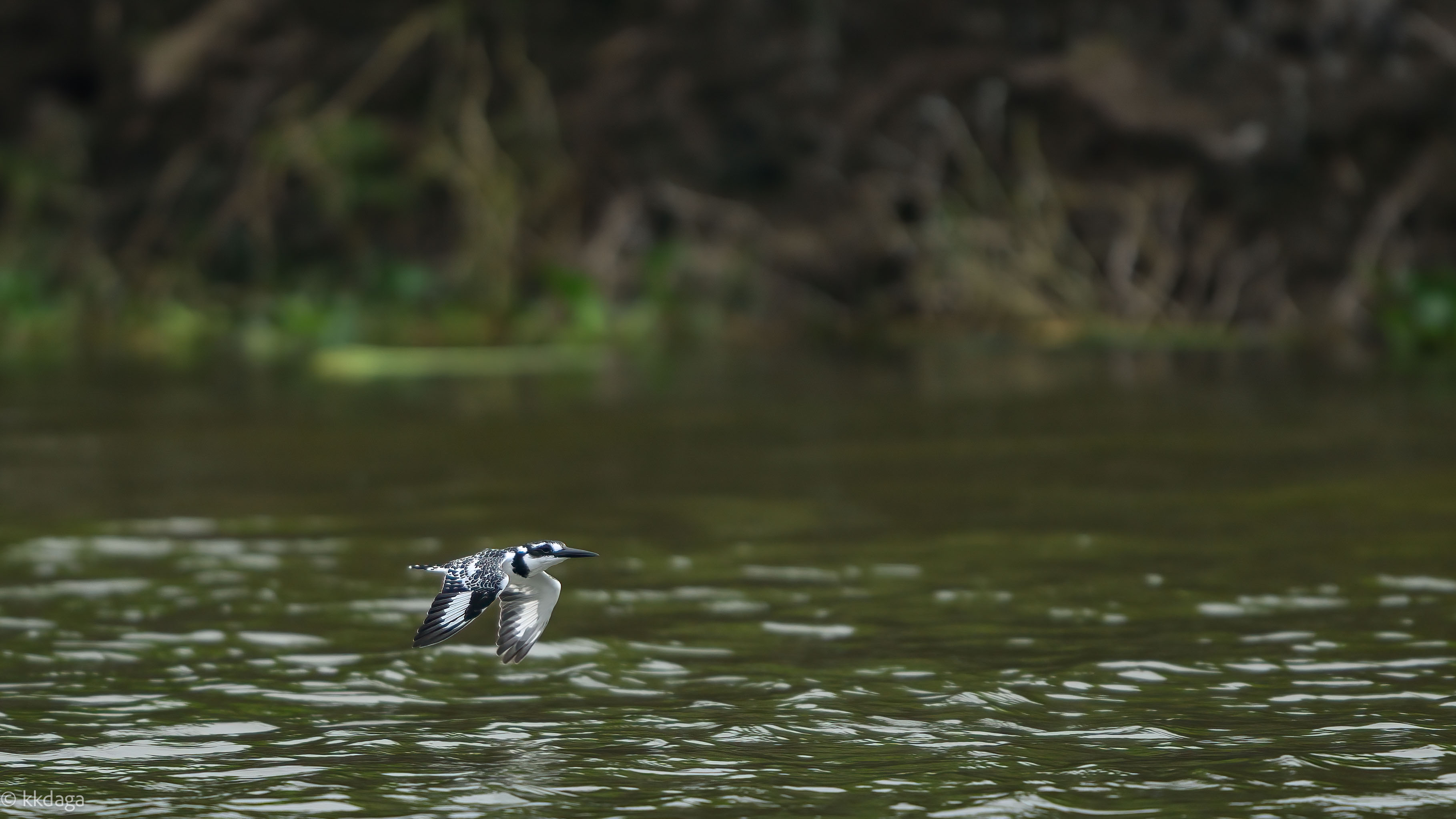 Pied Kingfisher, Kingfisher