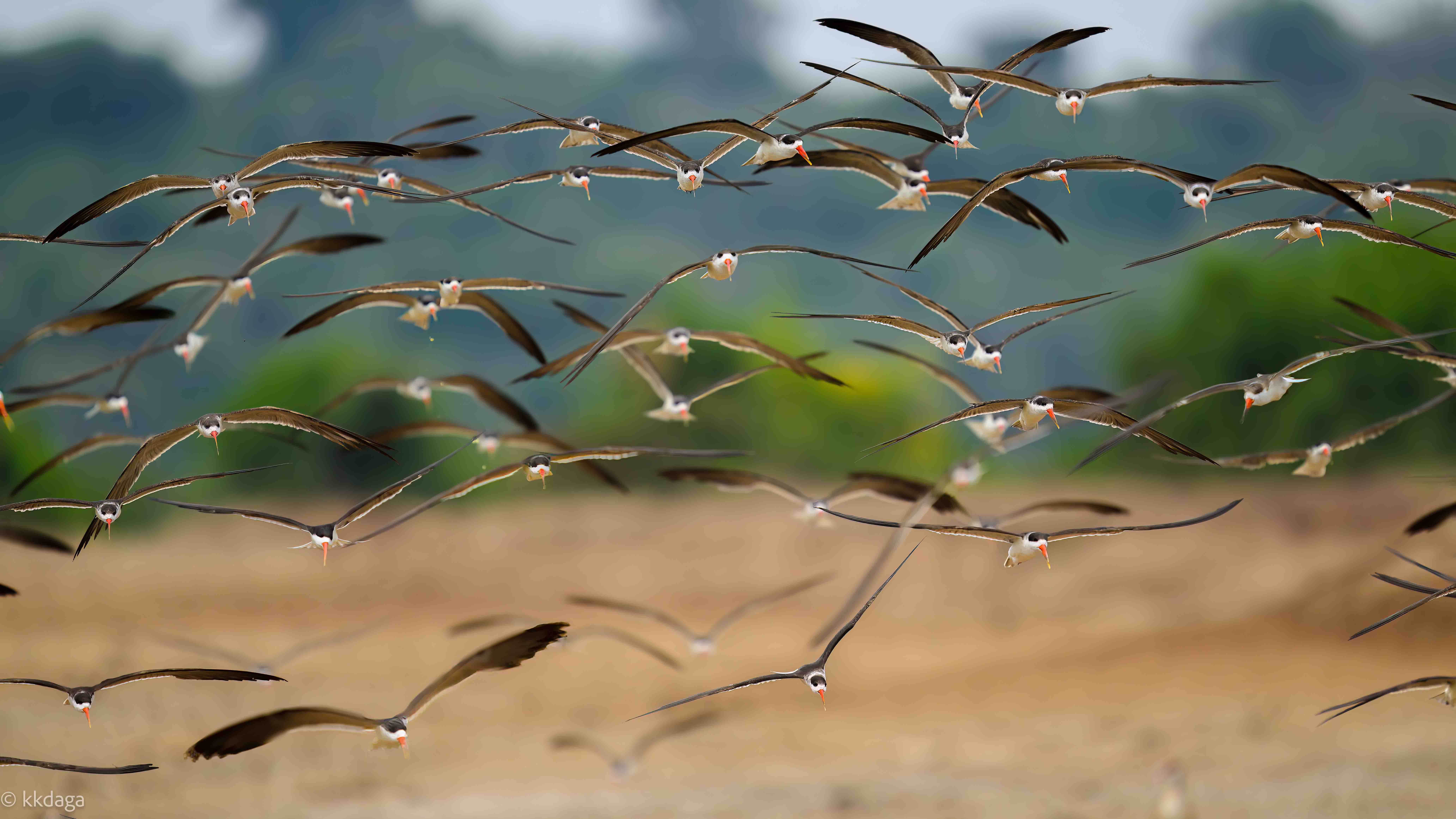 African Skimmer, Uganda, Flight