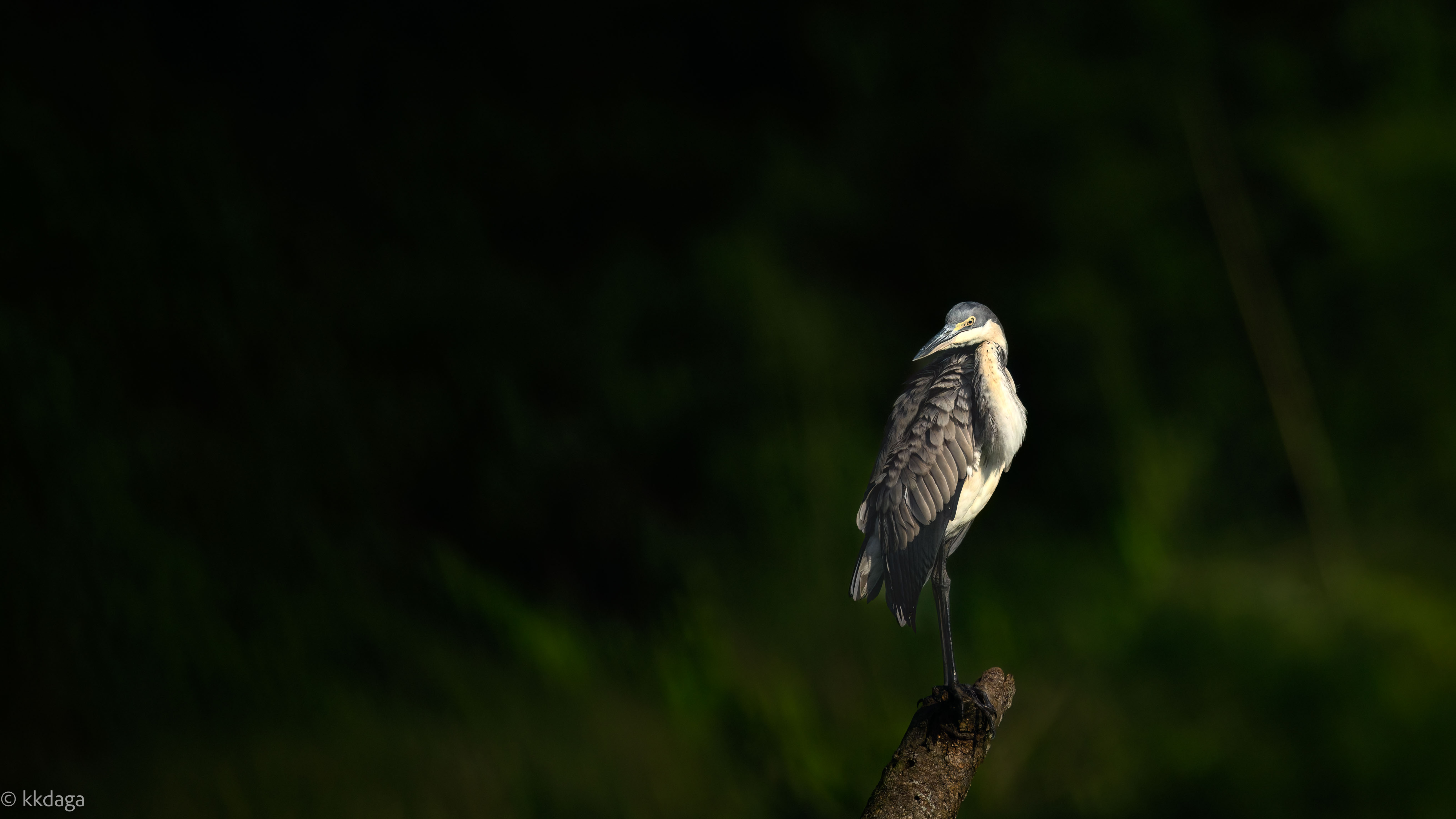 Black-headed Heron, Heron, Uganda