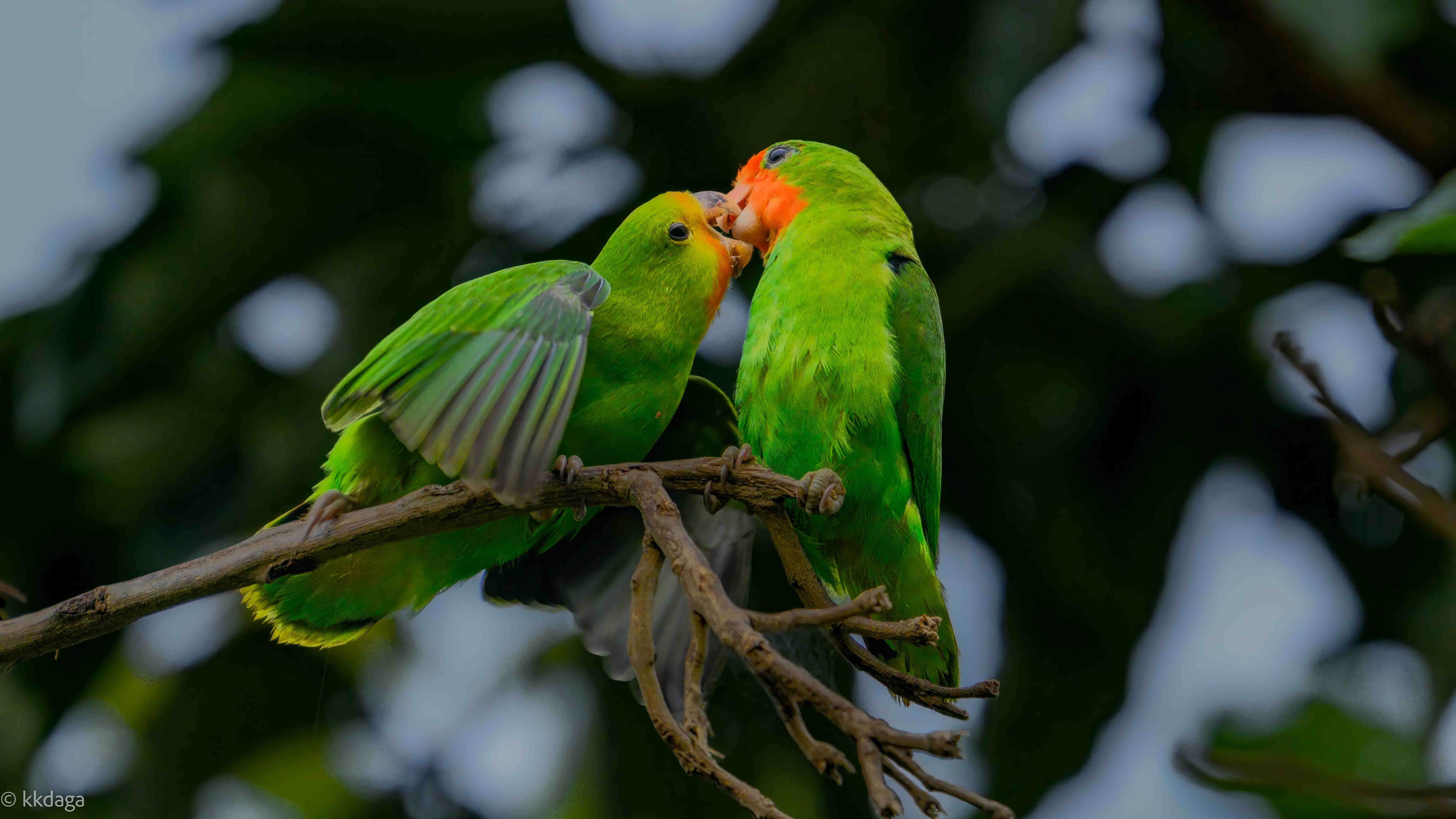 Red-Headed Love Bird