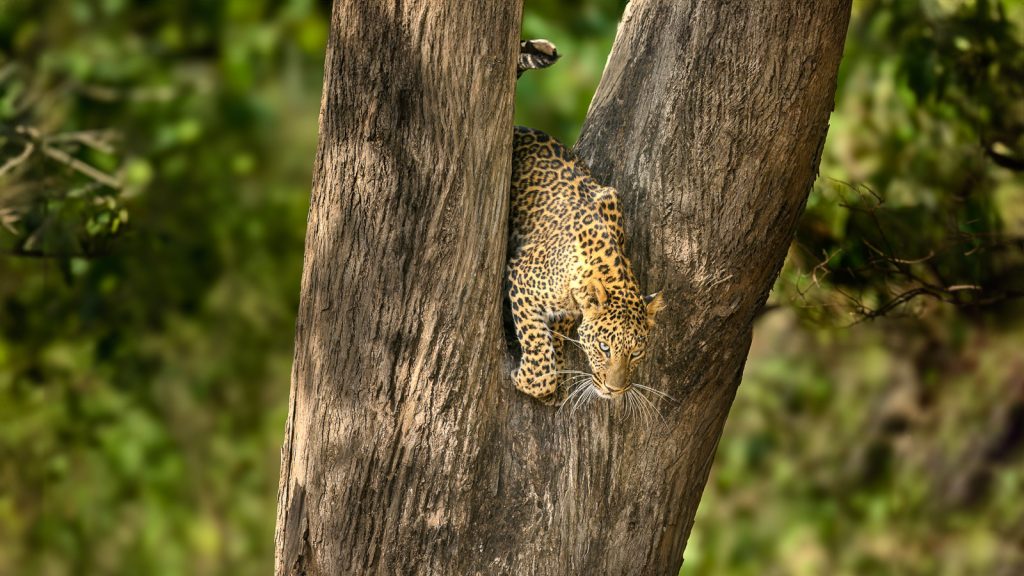 Leopard, Rajaji Tiger Reserve, Bigcats, Predator