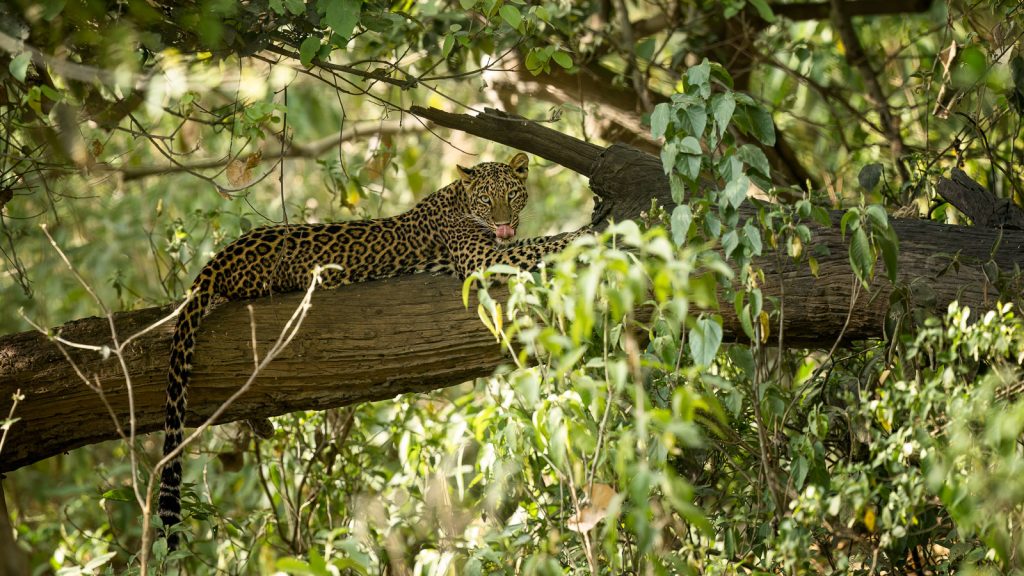 Leopard, Rajaji Tiger Reserve