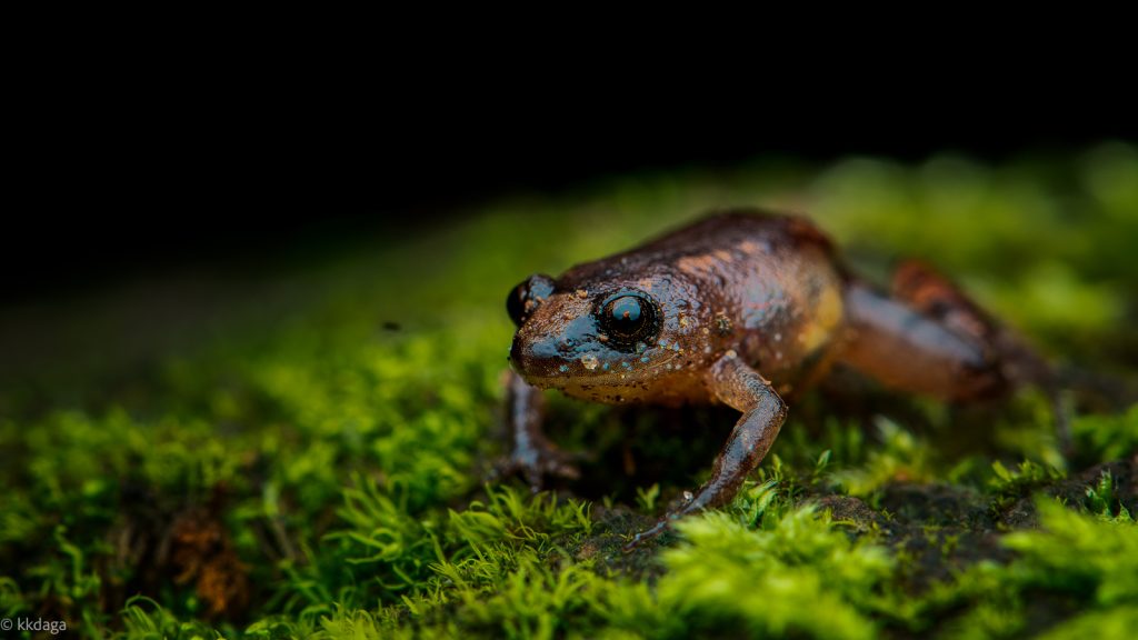 Annamalai Night Frog