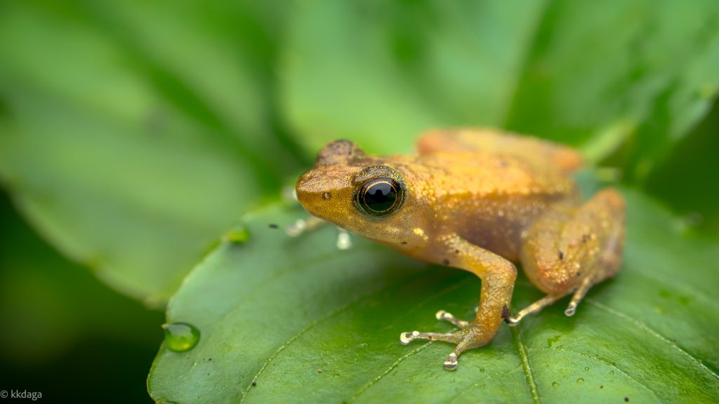 Beautiful Dancing Frog