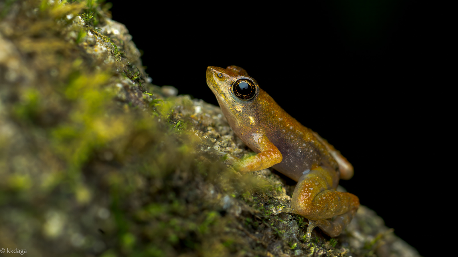 Beautiful Dancing Frog