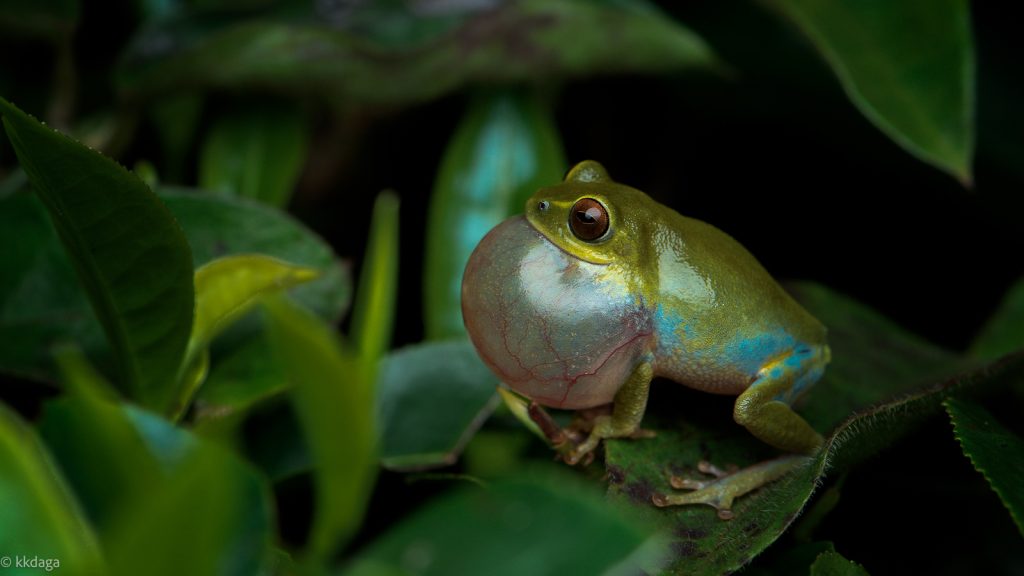 Beddome's Bush Frog