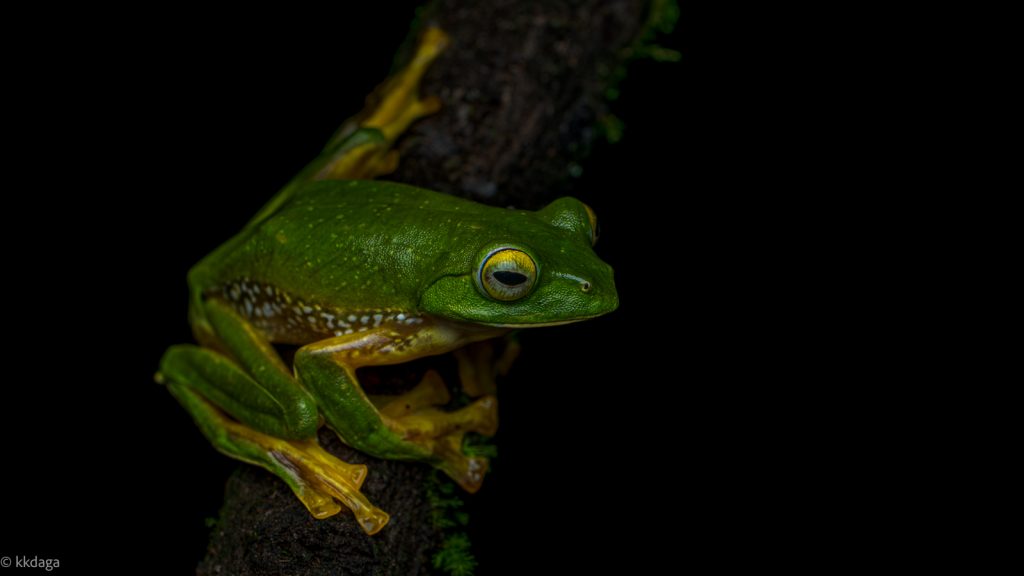 False Malabar Gliding Frog