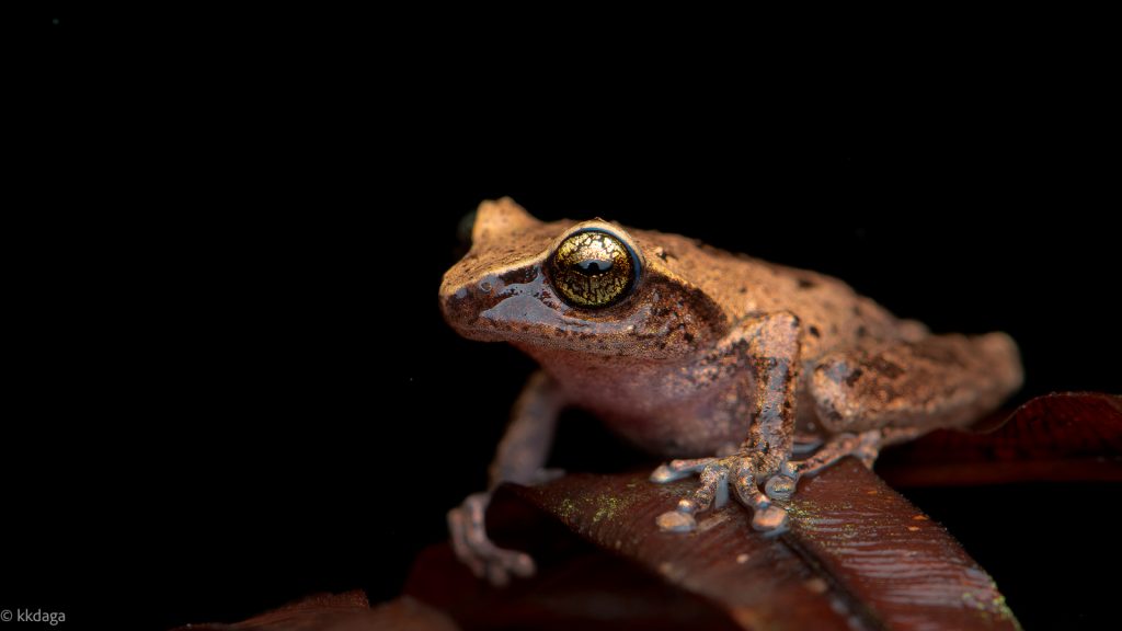 Green Eyed Bush Frog