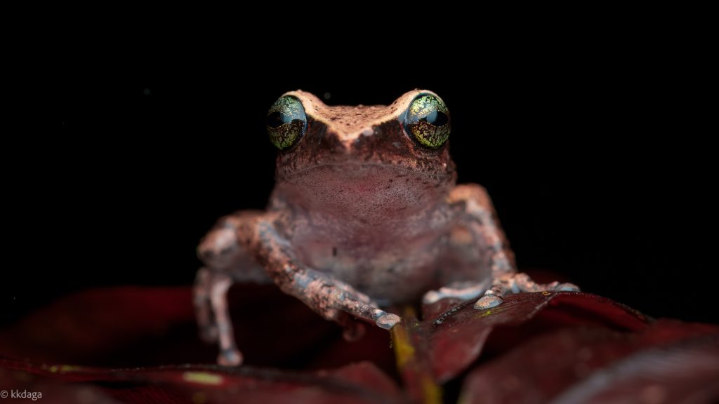 Green Eyed Bush Frog