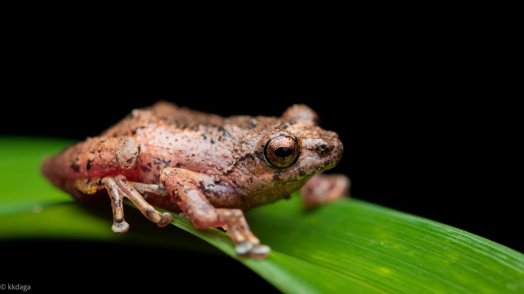 Griet's Bush Frog