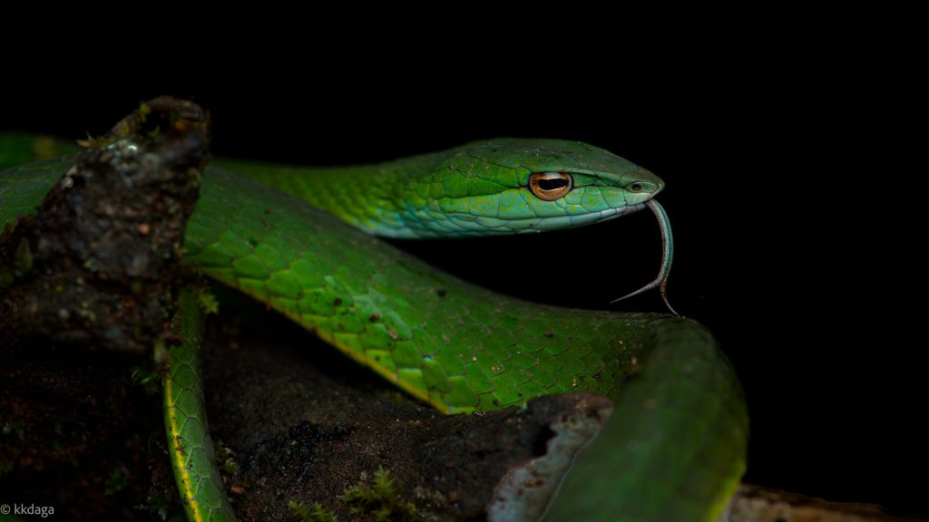 Guntur's Vine Snake