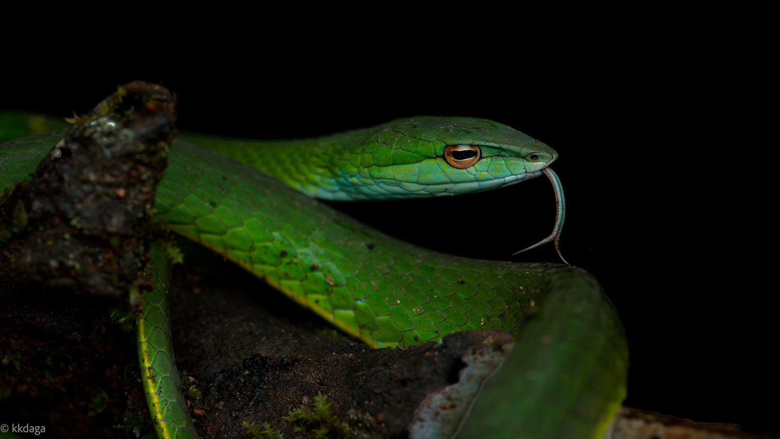 Guntur's Vine Snake