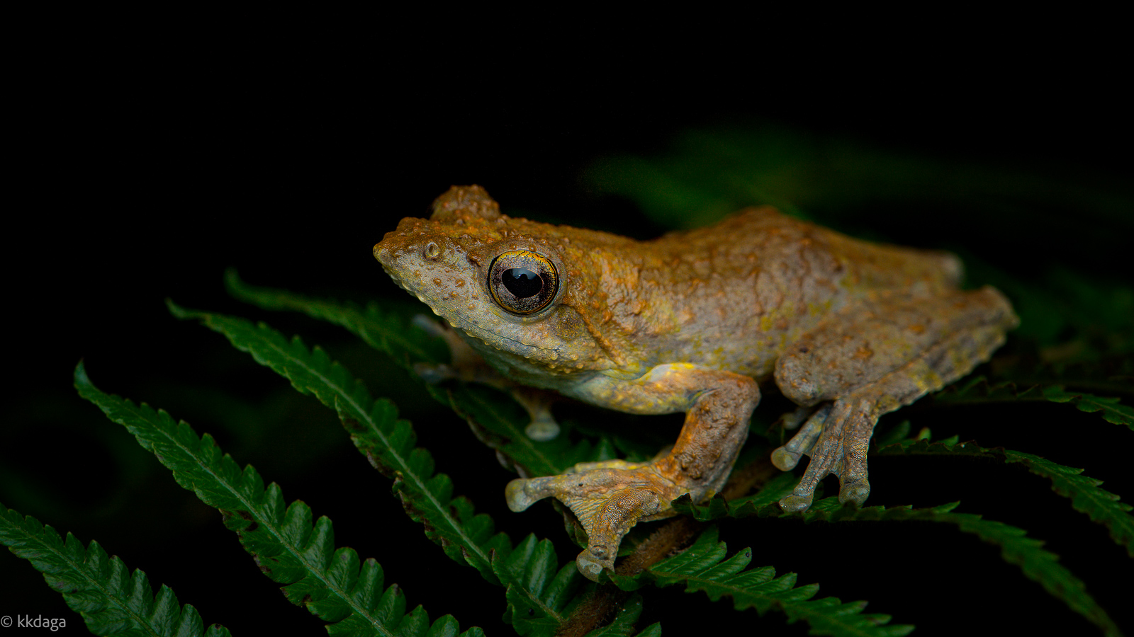 Kalakkad Gliding Frog