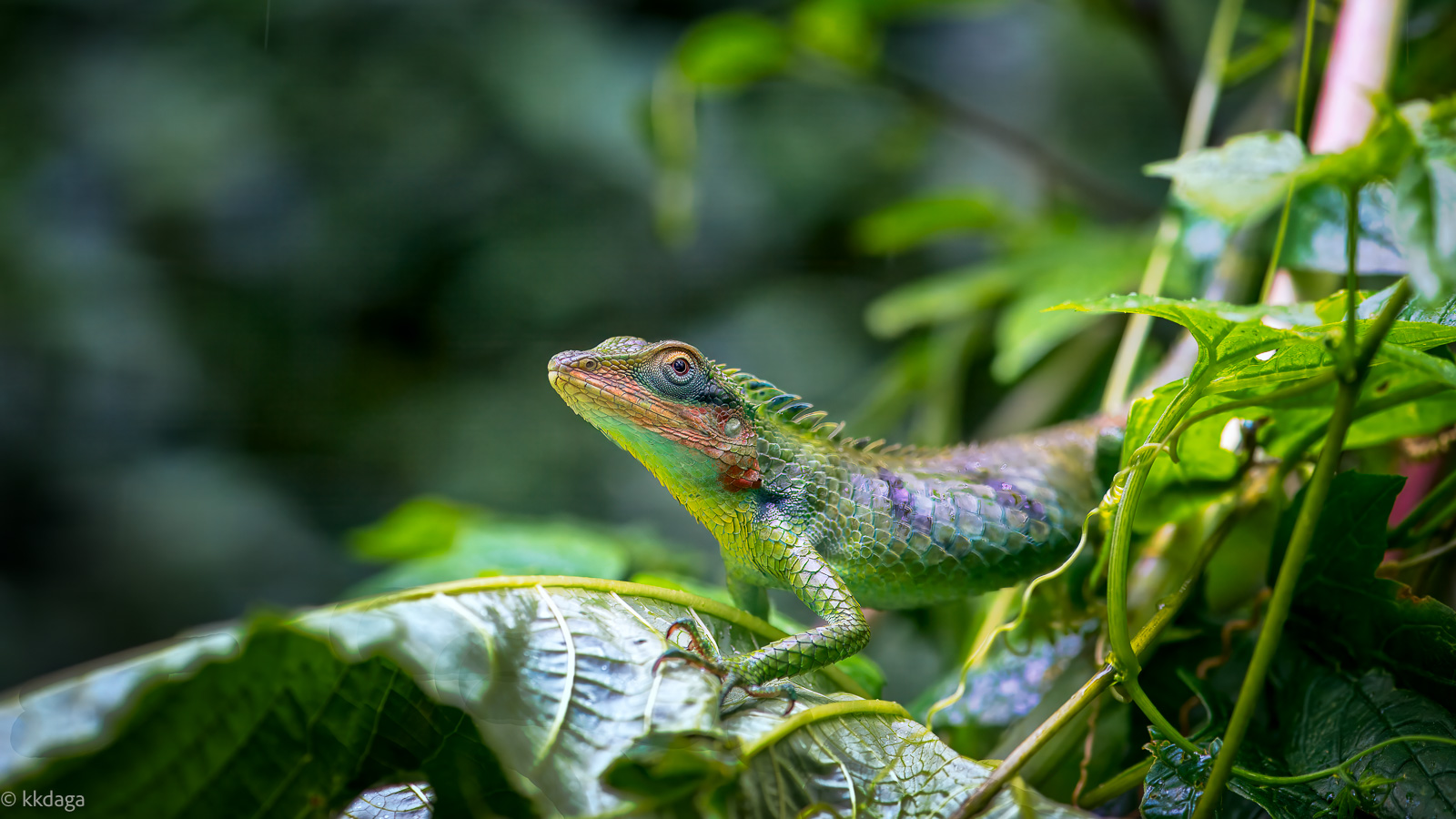 Large Scaled Forest Lizzard