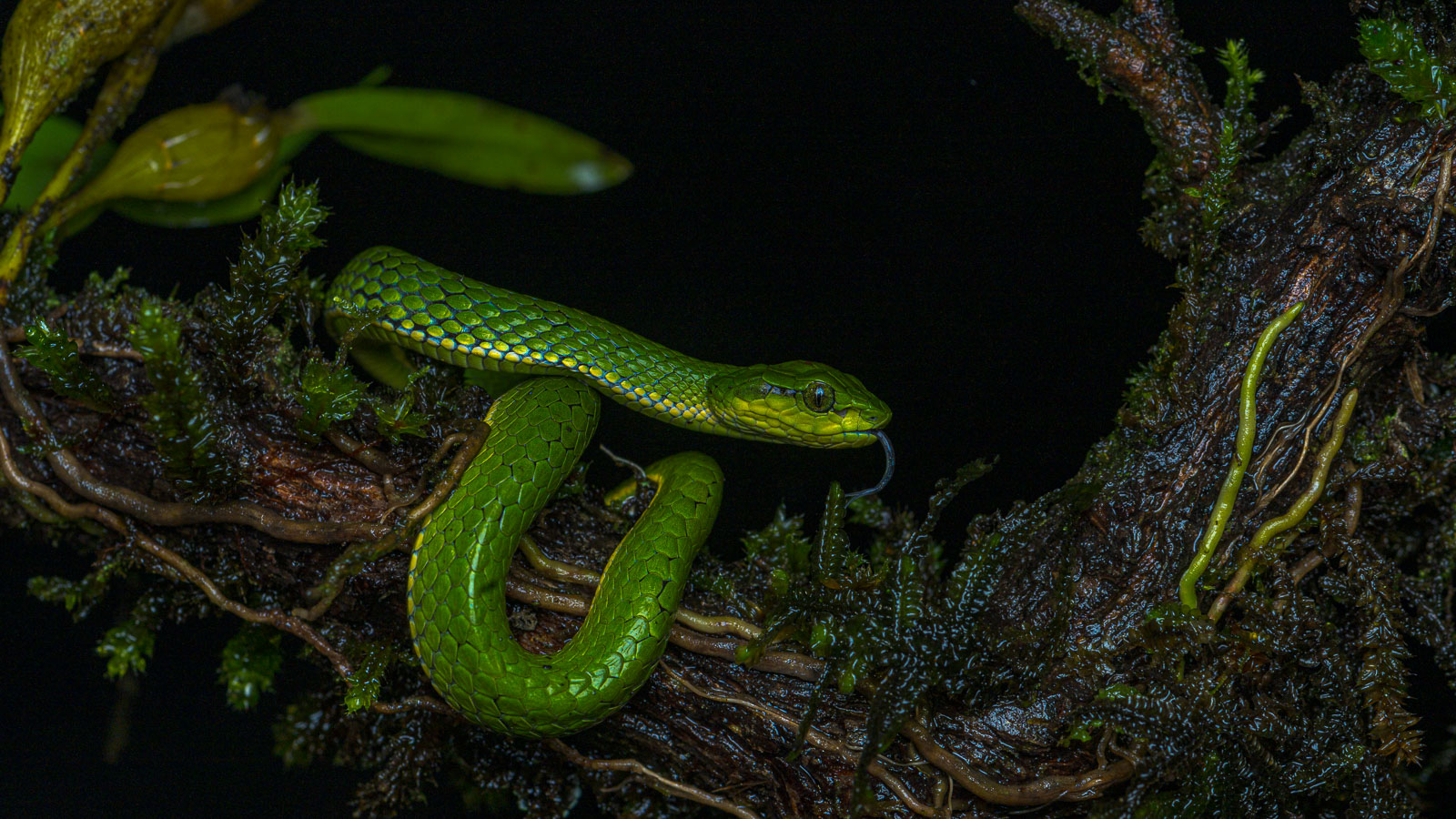 Large-Scaled Pit Viper