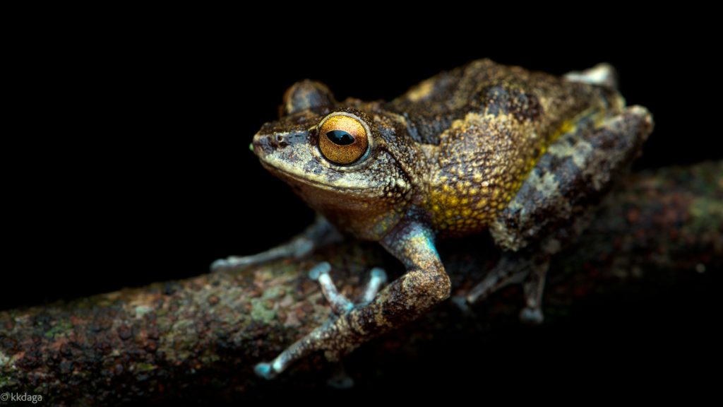 Munnar Bush Frog