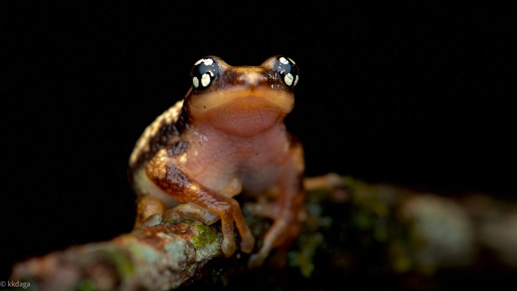 Ochlandrae Reed Frog