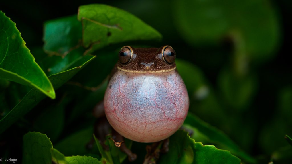 Ponmudi Bush Frog