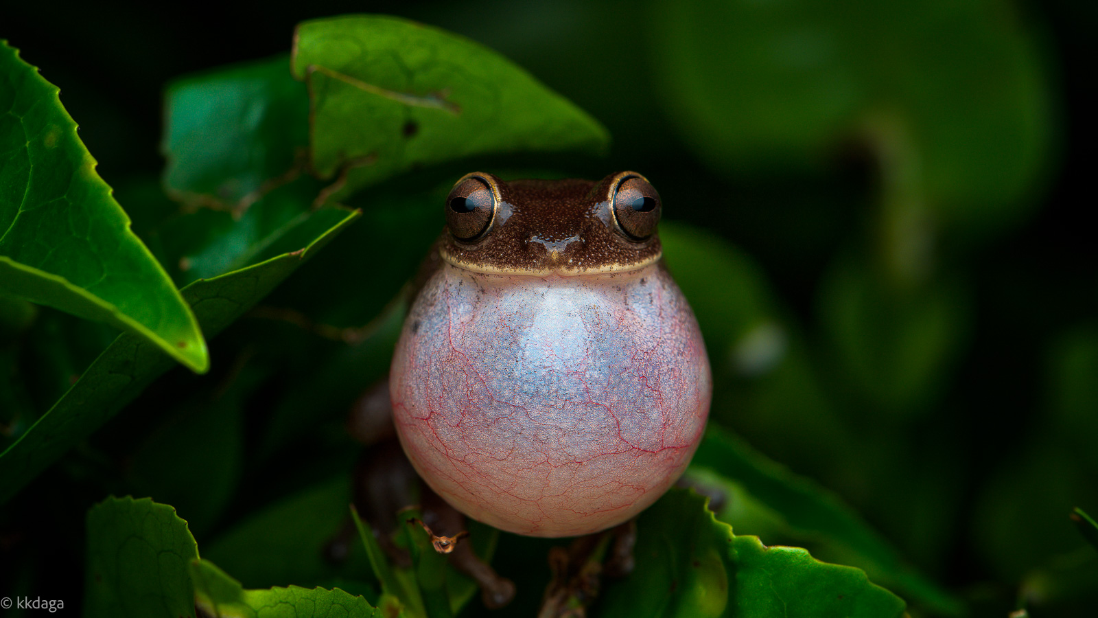 Ponmudi Bush Frog