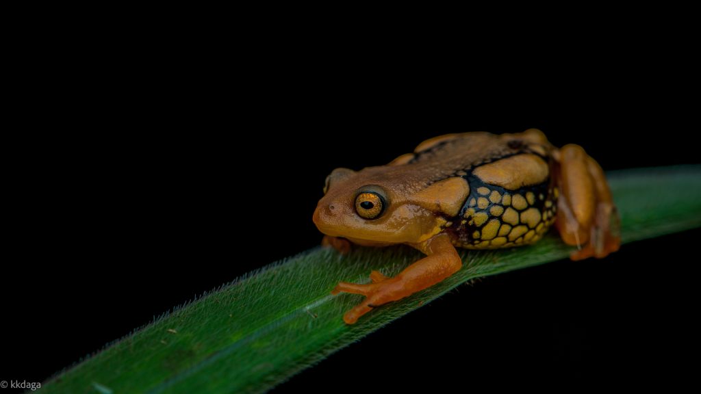 Resplendent Shrub Frog