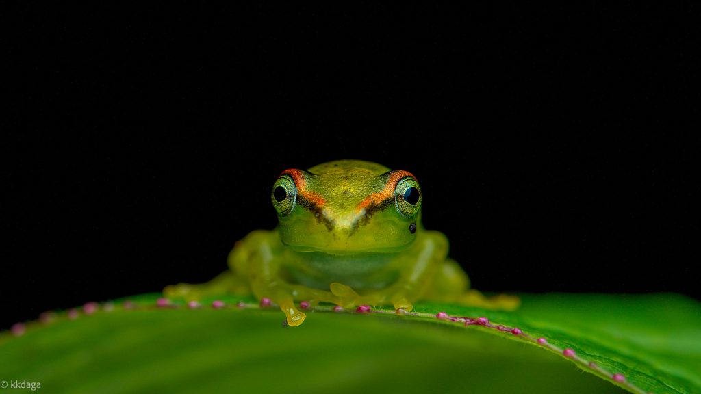 Star Eyed Bush Frog