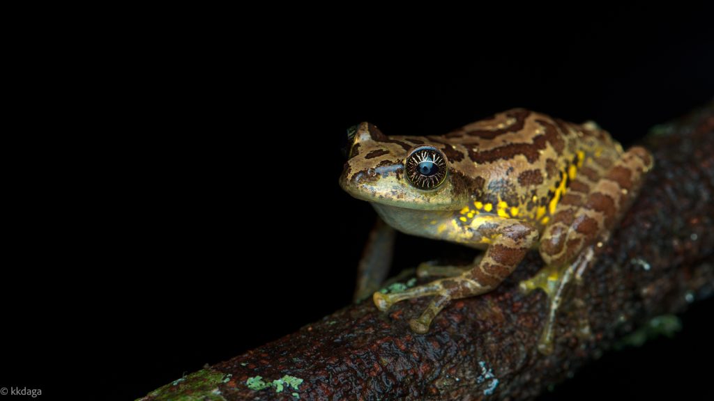 Star Eyed Bush Frog