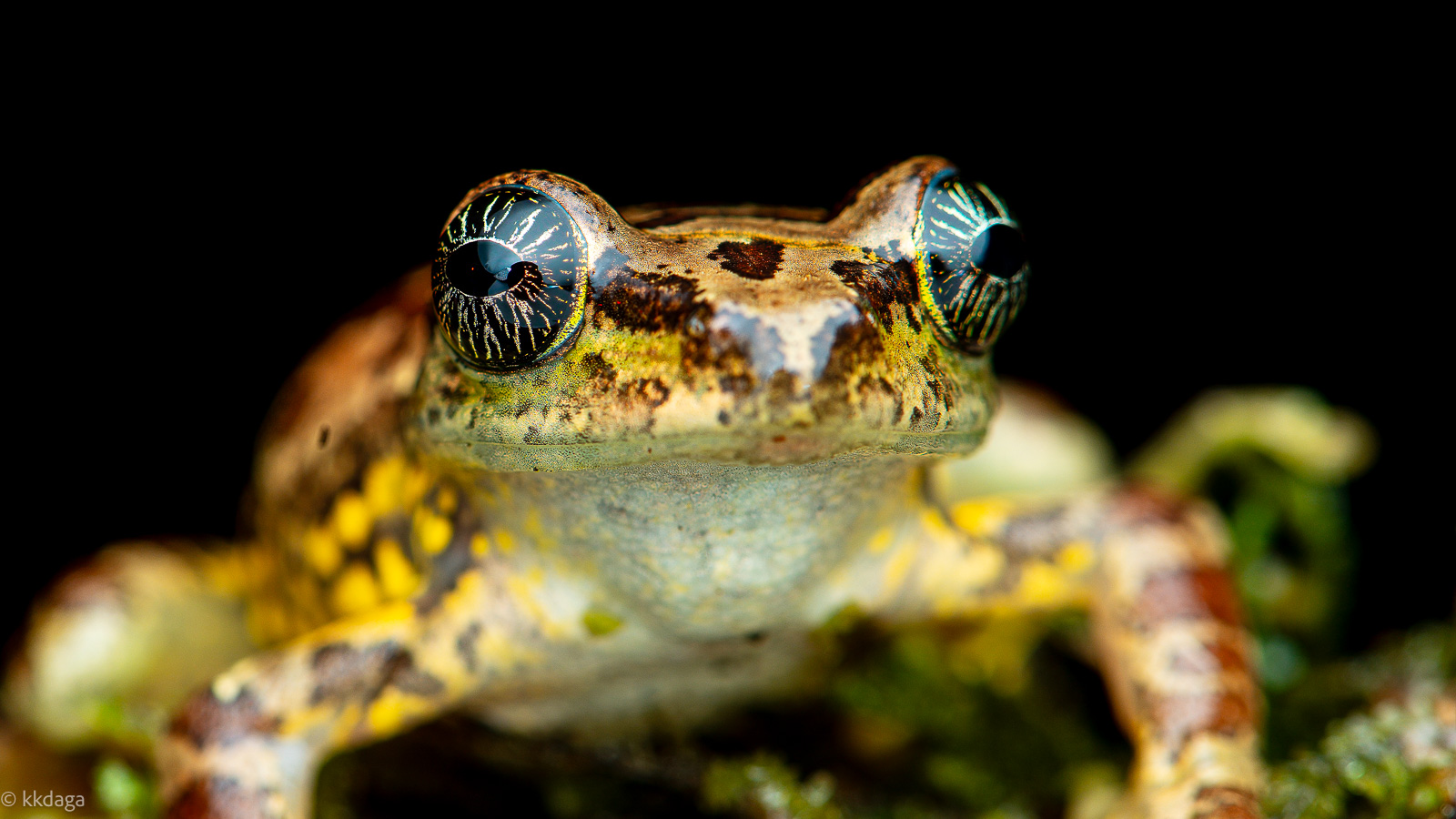 Star Eyed Bush Frog