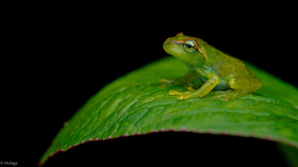 Star Eyed Bush Frog