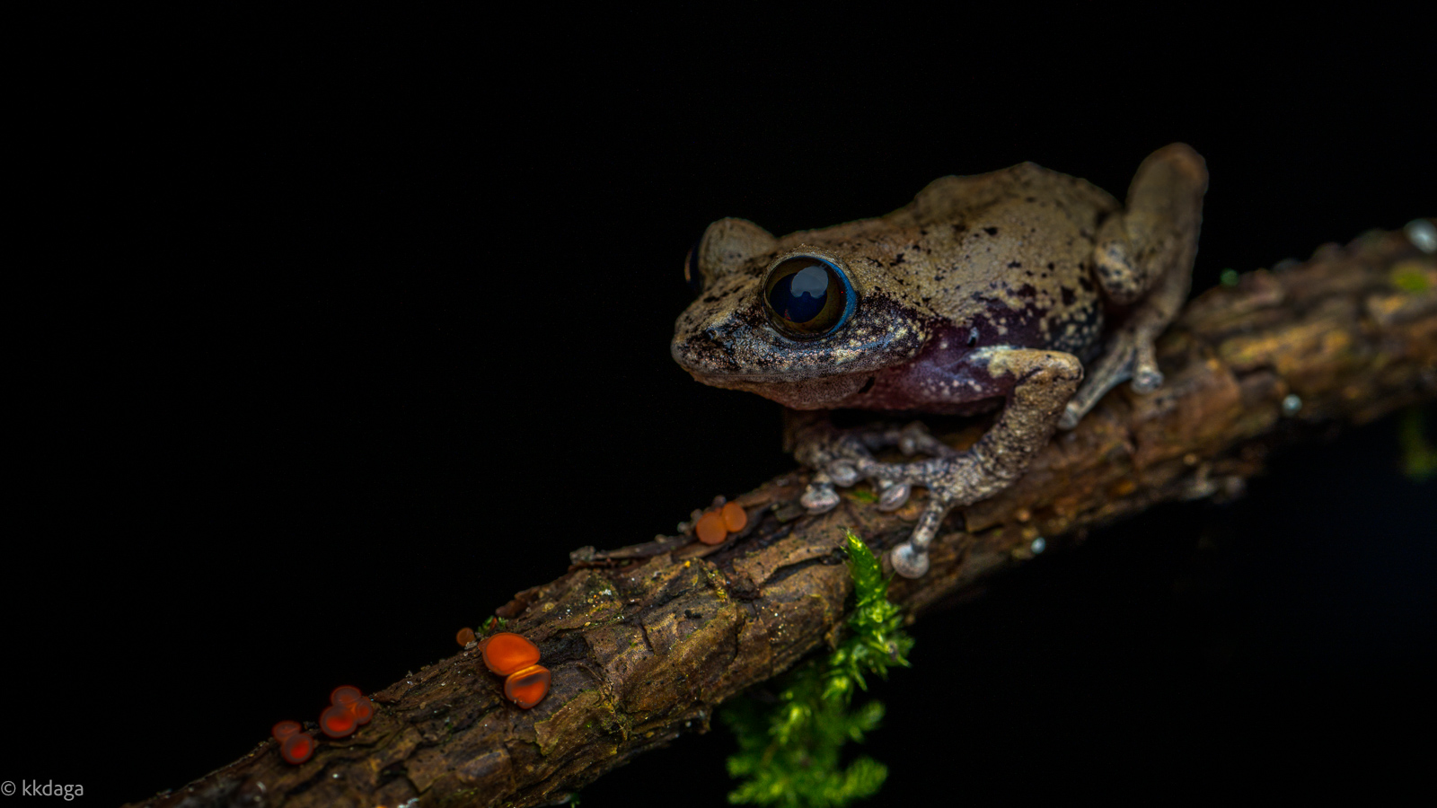 Sushil's Bush Frog